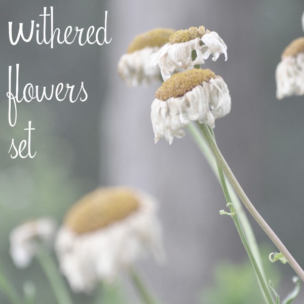 Premade Essential Five Piece Etsy Shop Set, Wither