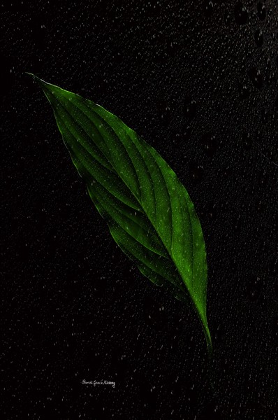 Healthy Green