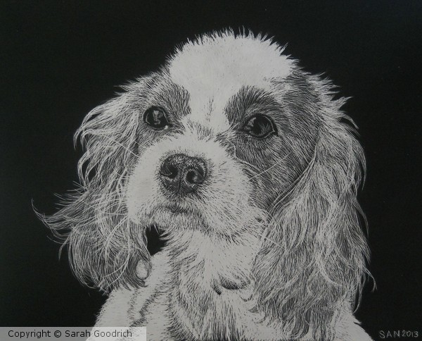 Tye the Cavi