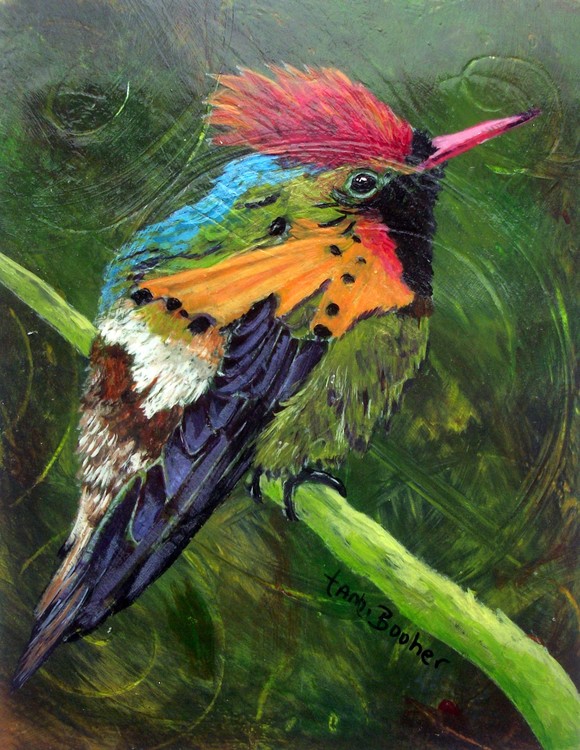 Tuffted Coquette Hummingbird