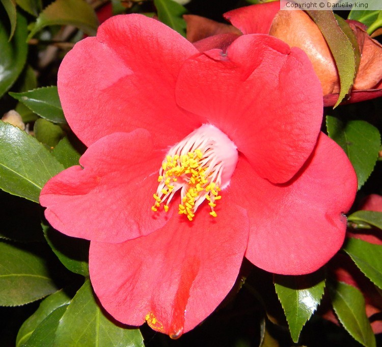 DSCN0266