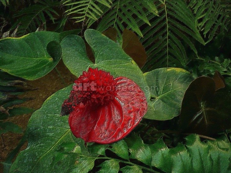 flamingo flowers