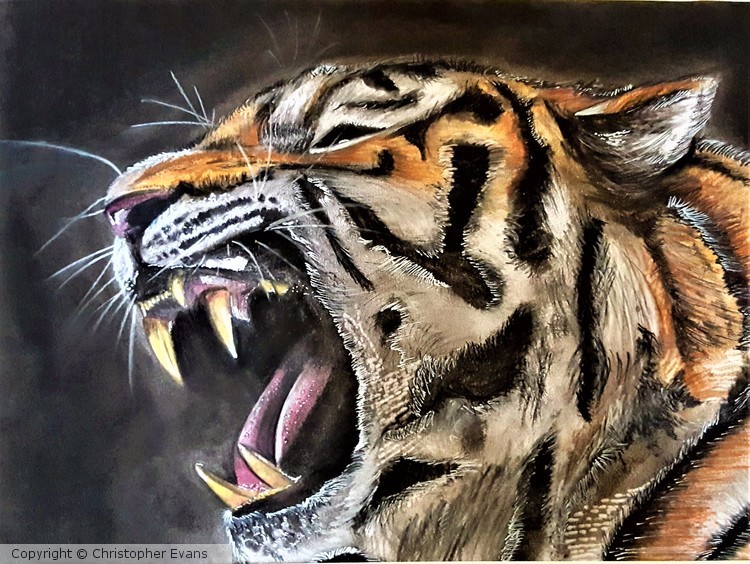 Tiger Roar
