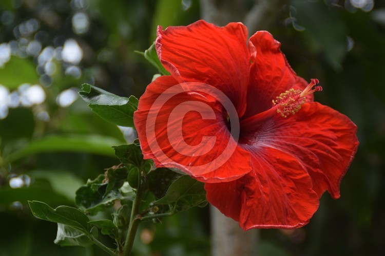 Malaysian Flowers