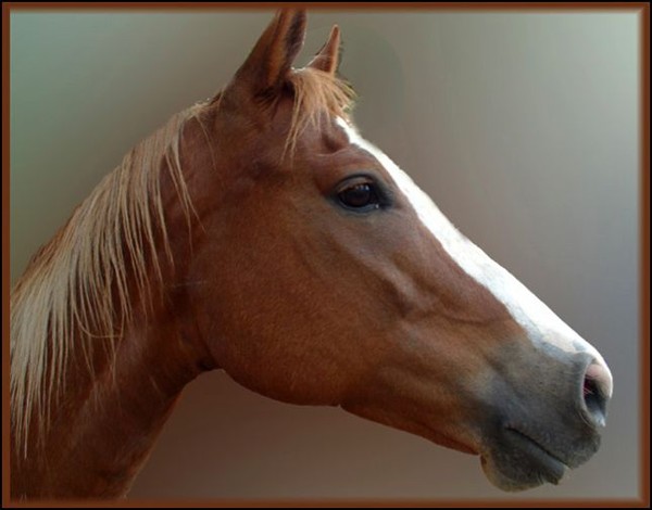 Regal Beauty