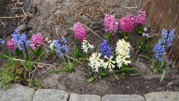 Spring time 