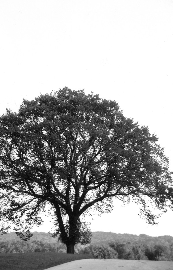 Lonely Tree