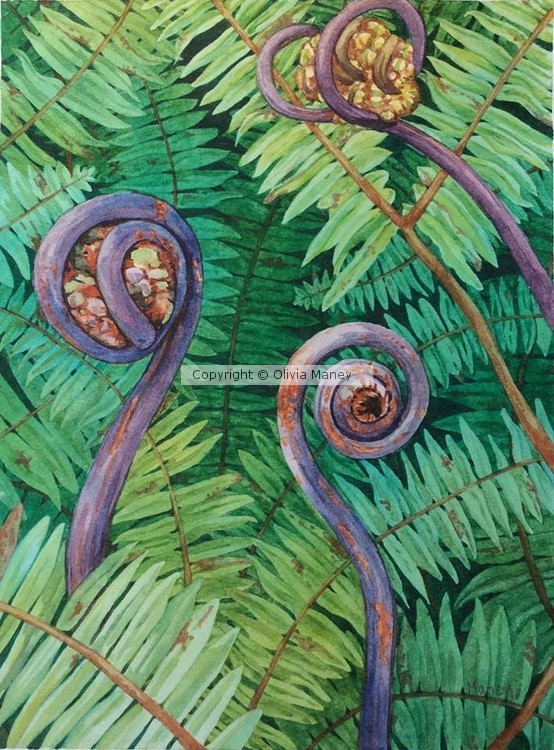 Fiddle Heads