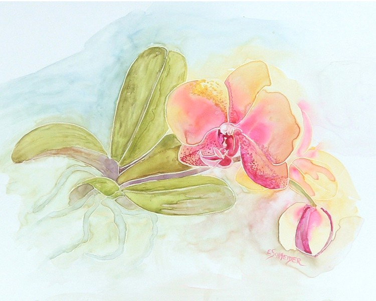 Orchid Beauty