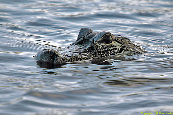 Alligator