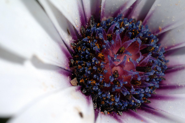 Flower Closeup