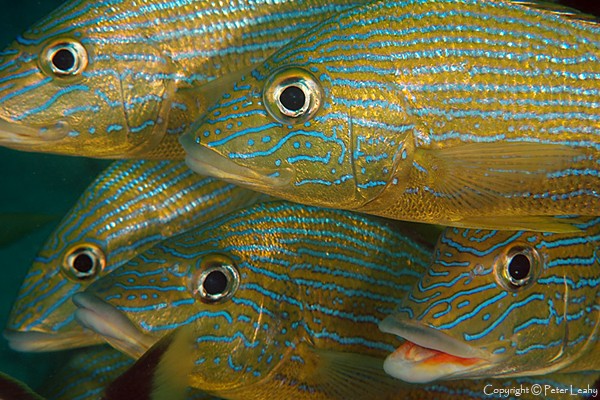 Blue Stripe Grunts
