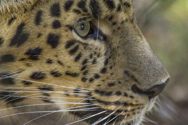 Jaguar in Profile