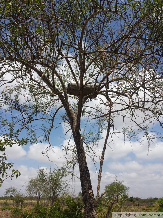 A Traditional African Beehive