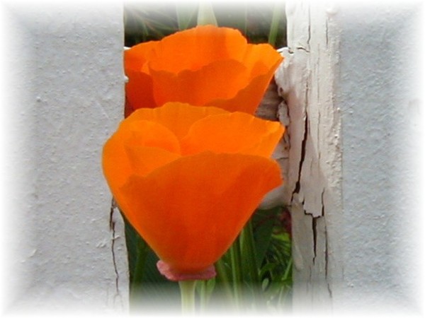 Poppies framed