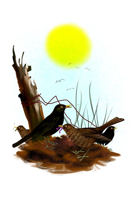 Amsel