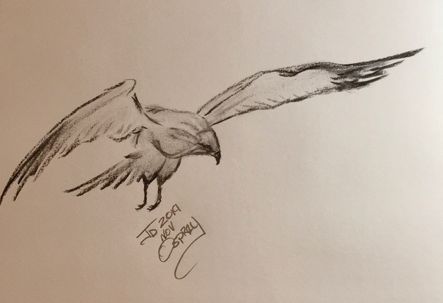 Osprey in Flight