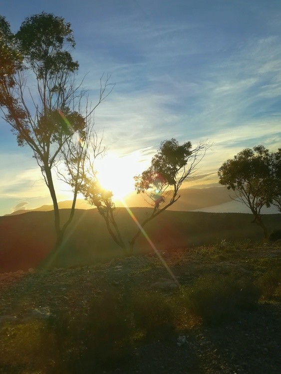 from the trees..