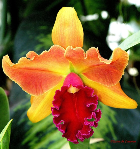 Orchid Yellow and Fuschia