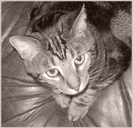 ...studio cat
