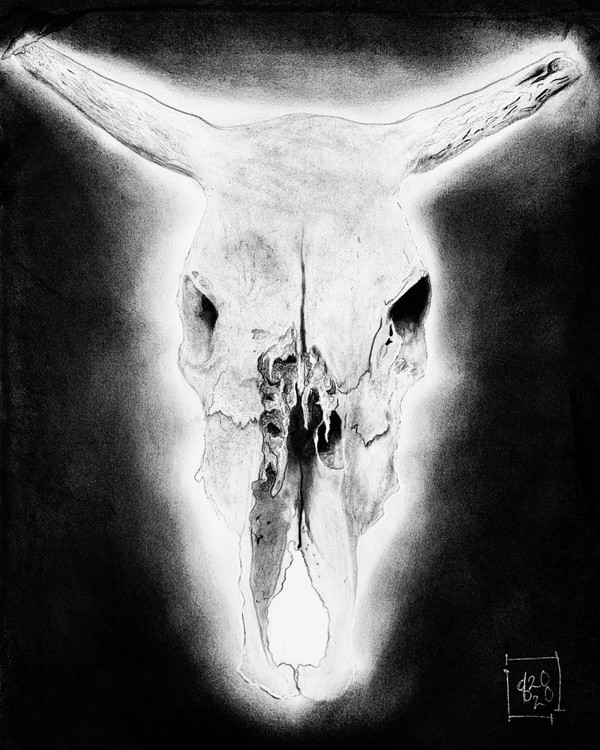 Cow skull