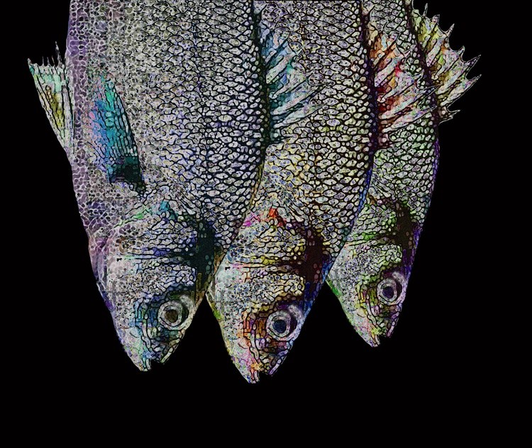 a magicfish 5