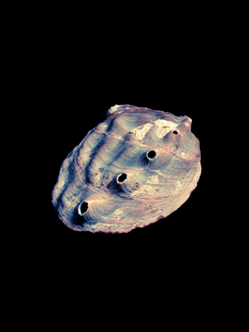 Sea Shell