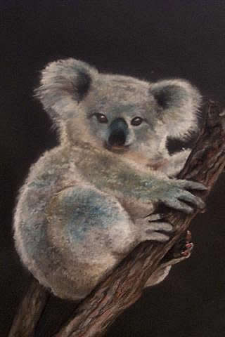 Koala Bear