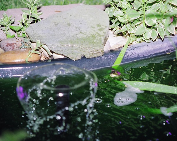Frog in Pond