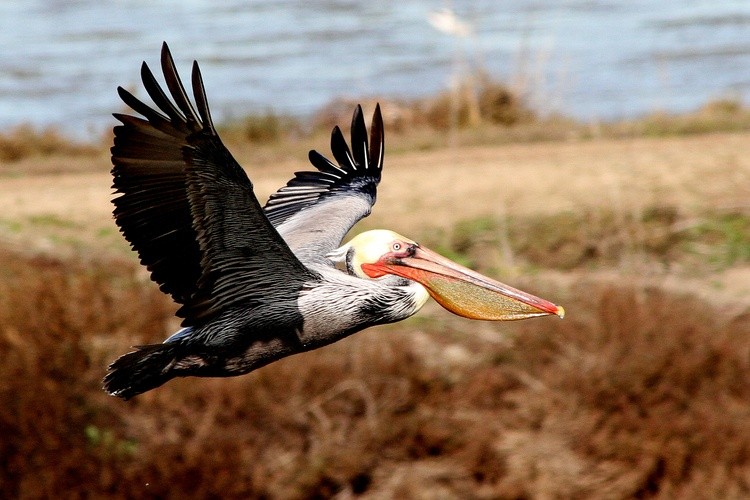 BrownPelicanFlight