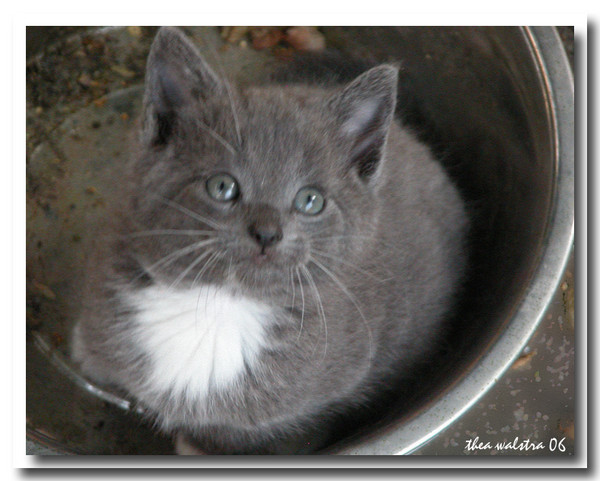Hello Boss, I am in the food bowl!