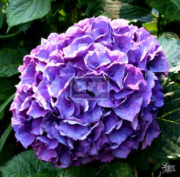 Purple Hydrangea 2