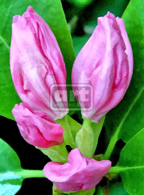 Pink Rhododendron Buds