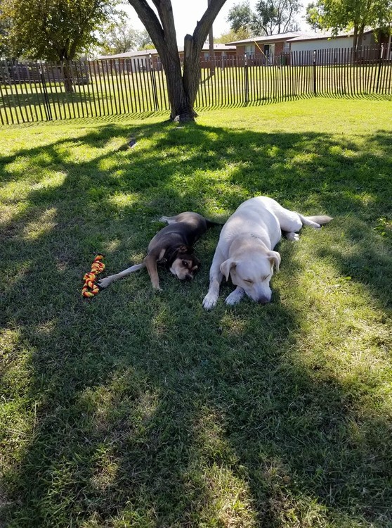 Dogs Life