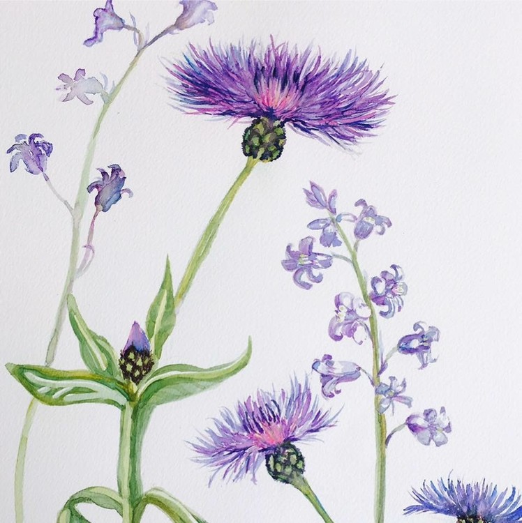 Bachelor buttons and blue bells