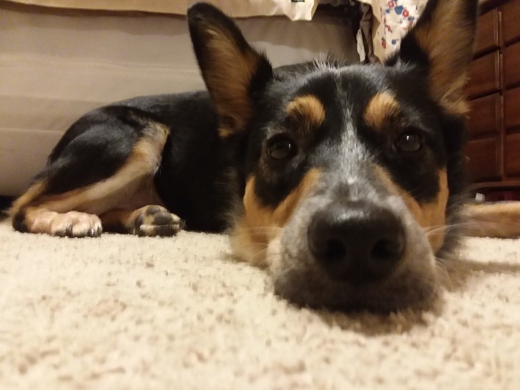 boredMillie