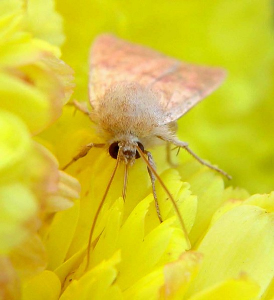 Moth