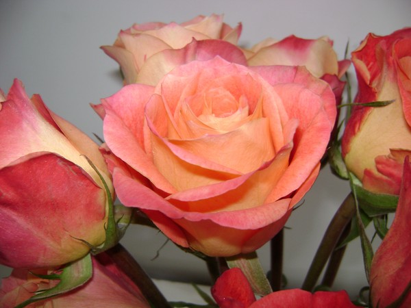 Orange Rose