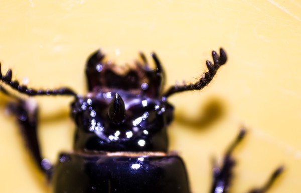 Beetle (4)