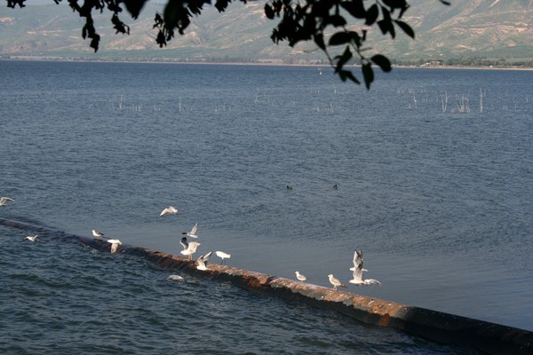 Seagulls