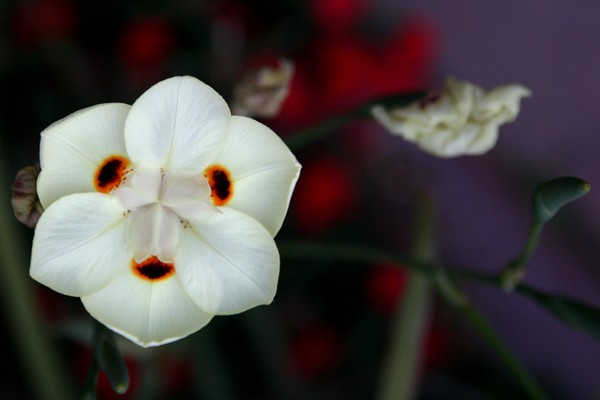 Flower Mask