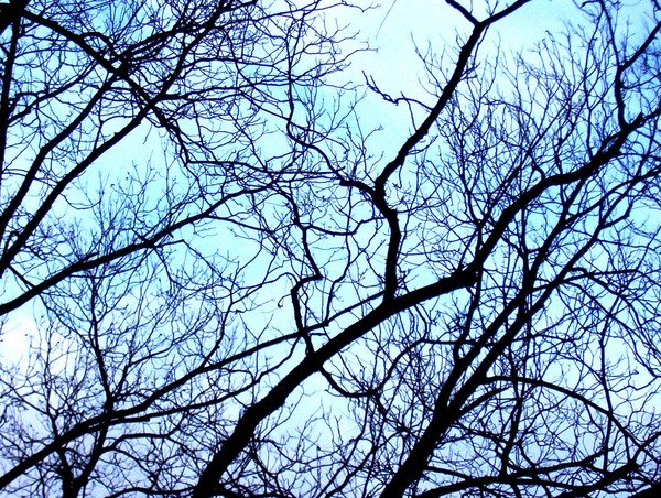georgia branches