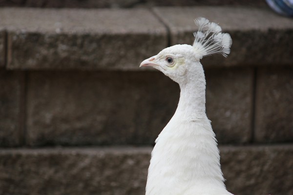 White Peacock