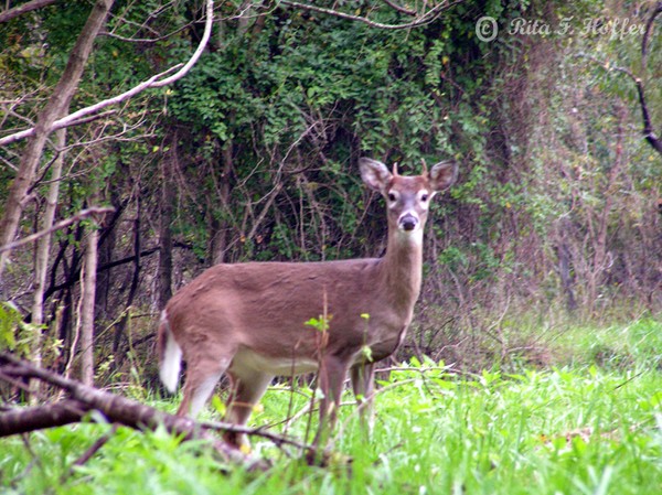 Spiked Buck