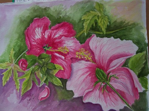 Hibiscus