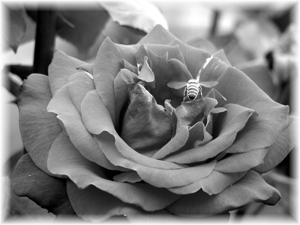 Bee's Brave The Thorns