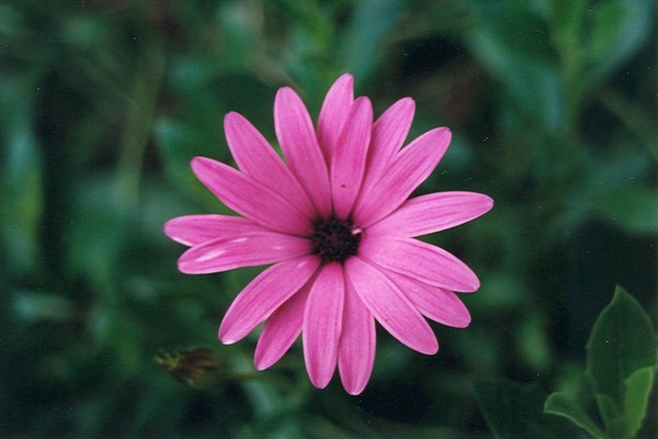 One Flower