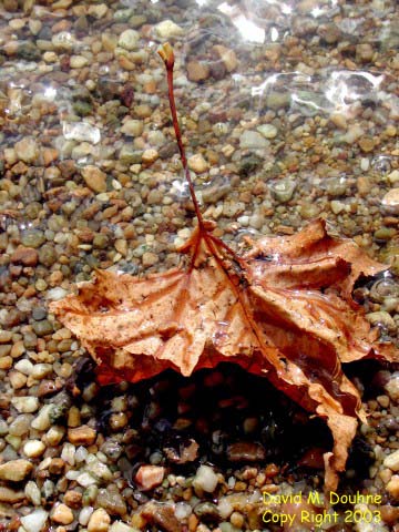Wet Leaf