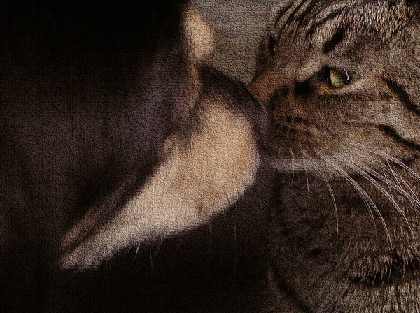 Rubbing Noses