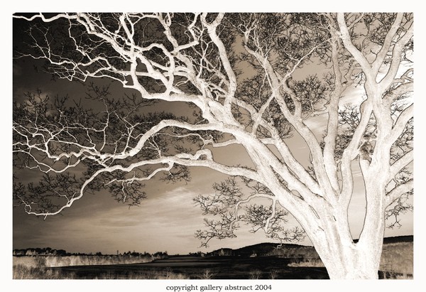 White Haunted Tree